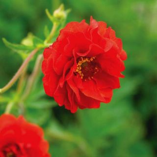 Fire Starter Geum Thumbnail